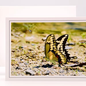 Papillon machaon géant - Carte pour correspondance vierge 71-5729