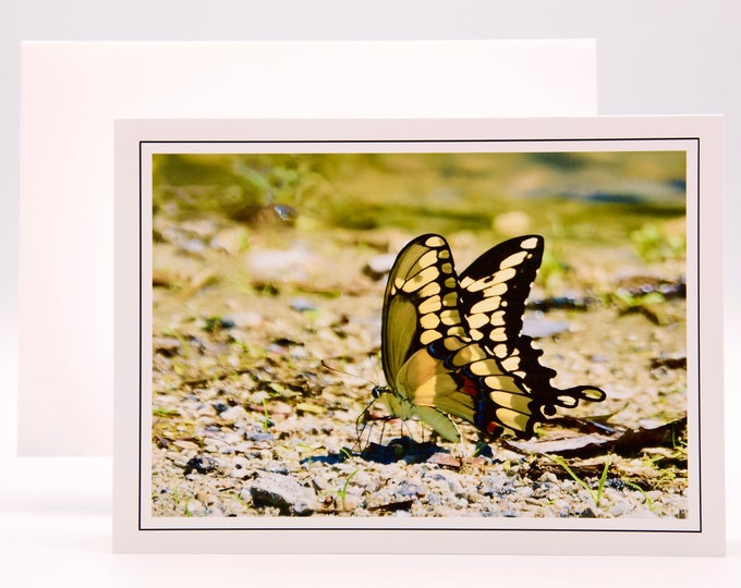 Giant Swallowtail Butterfly - Blank Note Card  71-5729