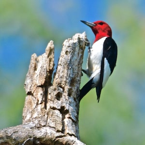 Woodpecker Print - Red Headed Woodpecker  71-5993