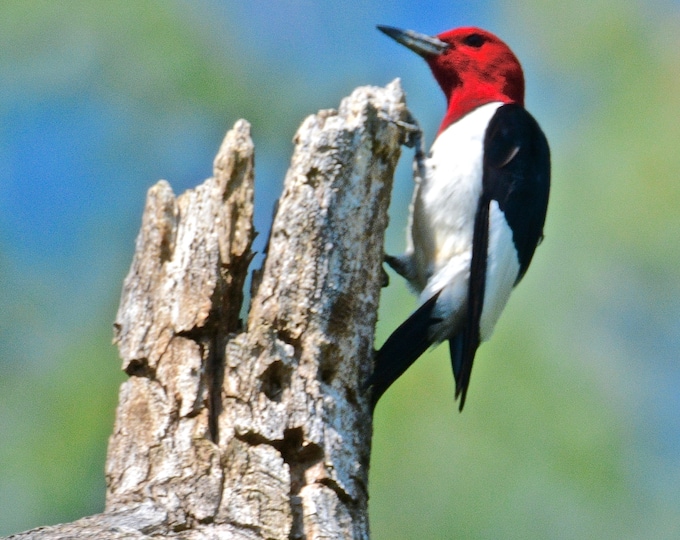 Woodpecker Print - Red Headed Woodpecker  71-5993