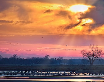 Sandhill Cranes at Sunrise - Photo Print - Blank Note Card  53-0199