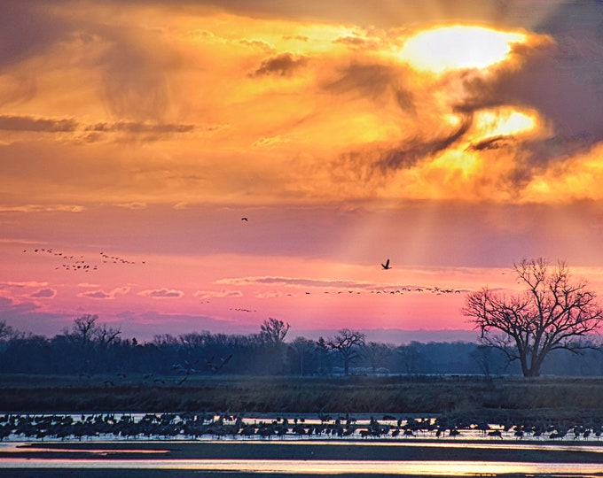 Sandhill Cranes at Sunrise - Photo Print - Blank Note Card  53-0199