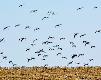 Sandhill Cranes Print - "Mass Landing"  71-2721