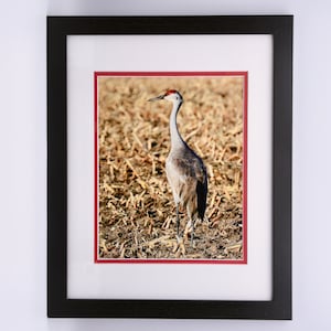 Sandhill Crane Framed Print  71-1084F