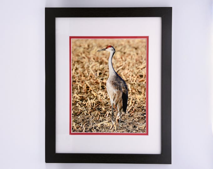 Sandhill Crane Framed Print  71-1084F