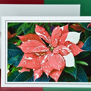 Christmas Cards - Set of 8 with Envelopes - Ice Punch Poinsettia  81-2038