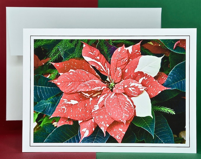 Christmas Cards - Set of 8 with Envelopes - Ice Punch Poinsettia  81-2038