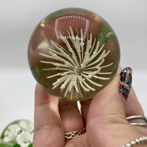 May include: A clear glass paperweight with a cream-colored, stylized floral design encased within. The paperweight has a spherical shape and is held in a hand. The background has a mix of brown and green hues.