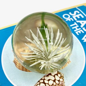 May include: A clear glass paperweight with a white floral design encased inside. The paperweight sits on a seashell, with a blue and white book in the background. The text "SEA OF THE" is visible.
