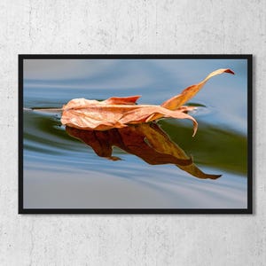 Puede incluir: Fotografía enmarcada de una hoja naranja flotando en el agua. El reflejo de la hoja es visible en el agua, que tiene tonos azules y verdes. La imagen está colocada contra una pared blanca.