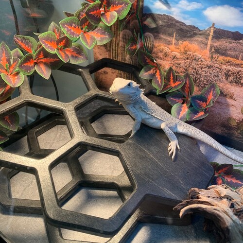 decorating bearded dragon cage