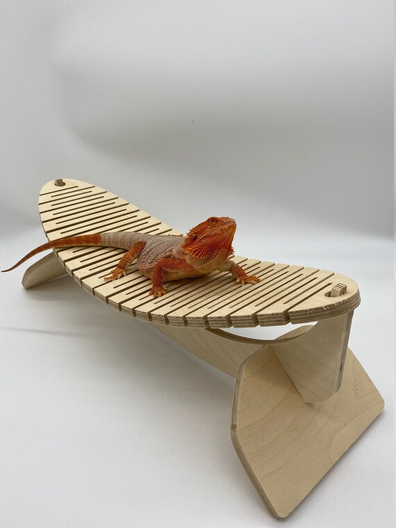 bearded dragon accessories