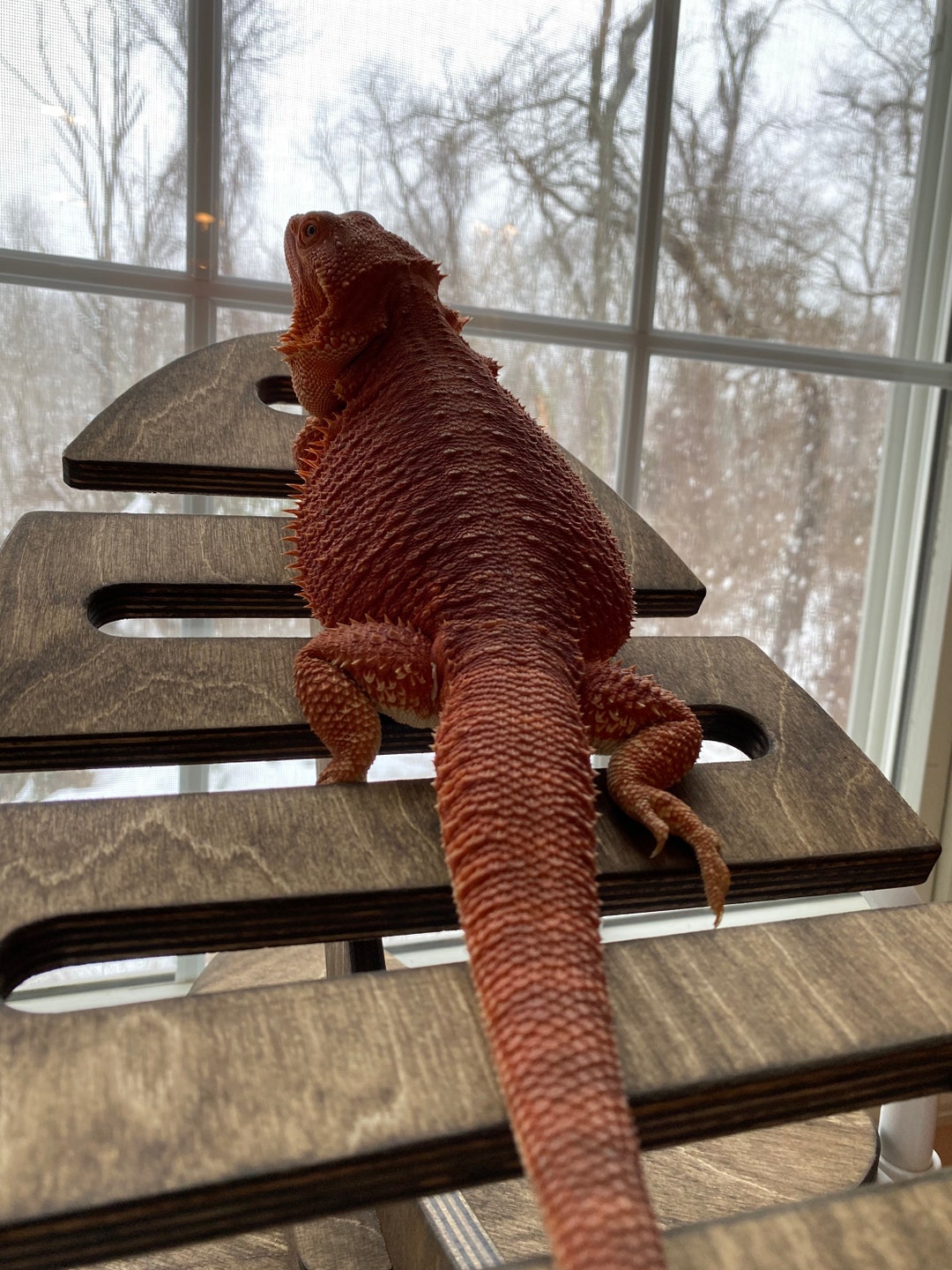 Bearded Dragon Hammock Reptile Lounge Reptile Baskting Terrarium Decor