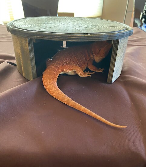 bearded dragon cuddle cave
