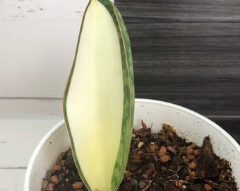 Sansevieria masoniana mediopicta | Free phyto certificate | Shipping from Japan | Read description for how to get a discount