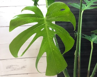 Monstera Deliciosa Macrocosmos / Lea la descripción para saber cómo obtener un descuento / envío desde Japón