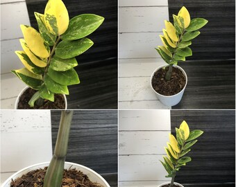 Variegated zamioculcas | Free phyto | Read description for how to get a discount | shipping from Japan