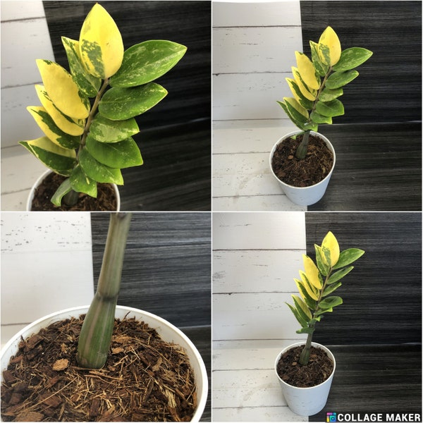 Variegated zamioculcas | Free phyto | Read description for how to get a discount | shipping from Japan