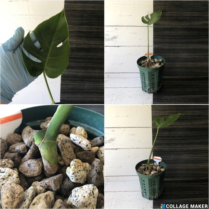 Monstera Deliciosa Compacta 'dwarf Monstera' Free Phyto Certificate