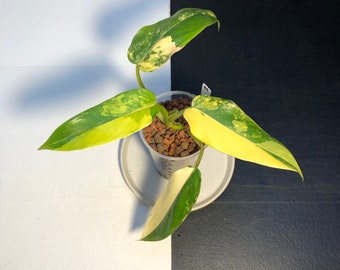 Buntes Philodendron Domesticum | Lesen Sie die Beschreibung, um zu erfahren, wie Sie einen Rabatt erhalten | Versand aus Japan