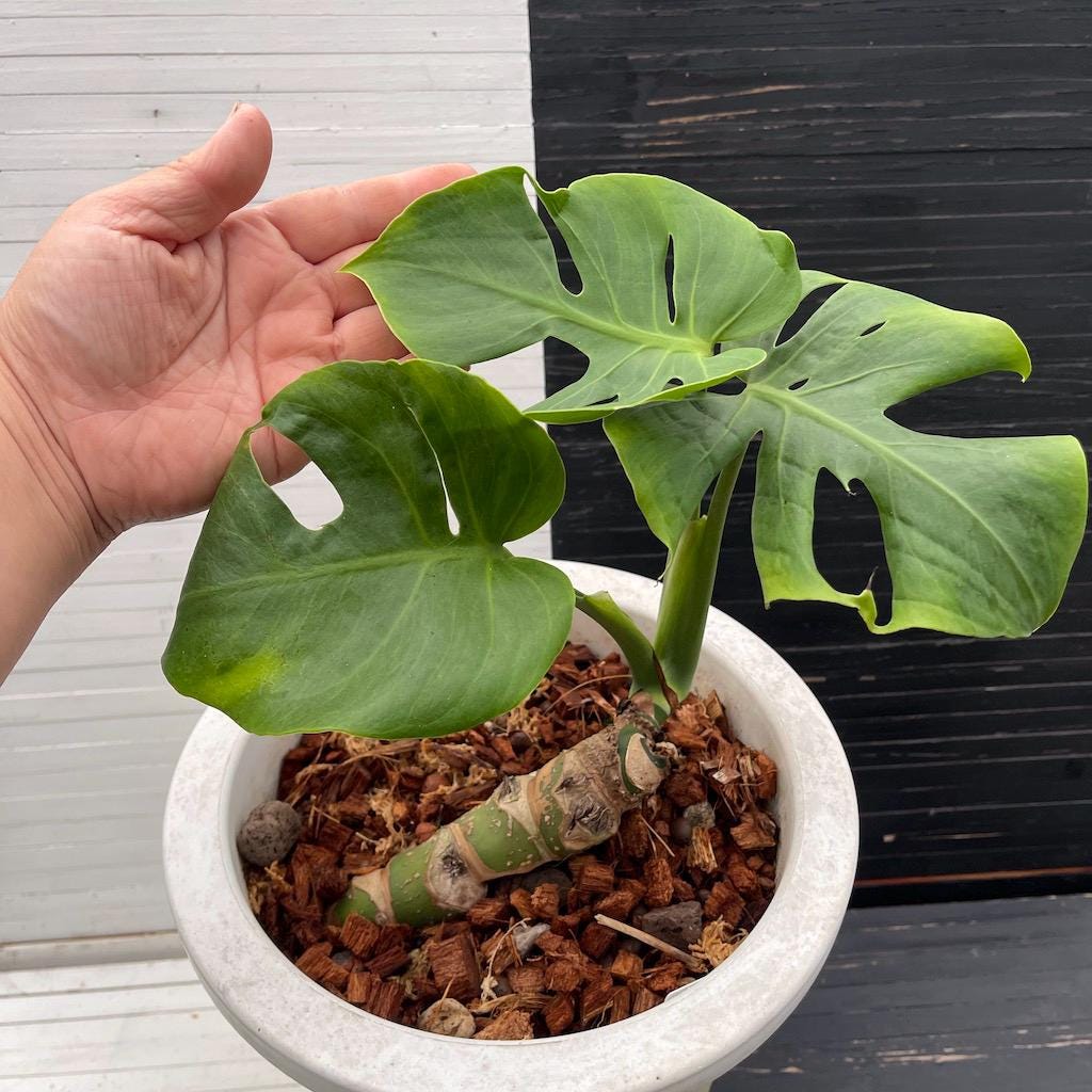 【珍希少】Monstera deliciosa Compact TOP↑cut✂︎ バ*け様 【珍希少】Monstera deliciosa Compact TOP 珍希少】Monstera