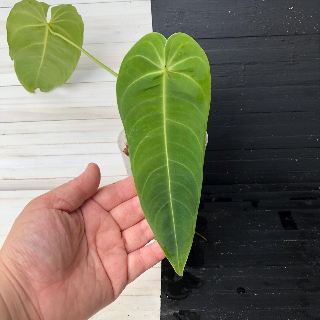 Anthurium Quermalense Free Phyto Read Description for How to Get a