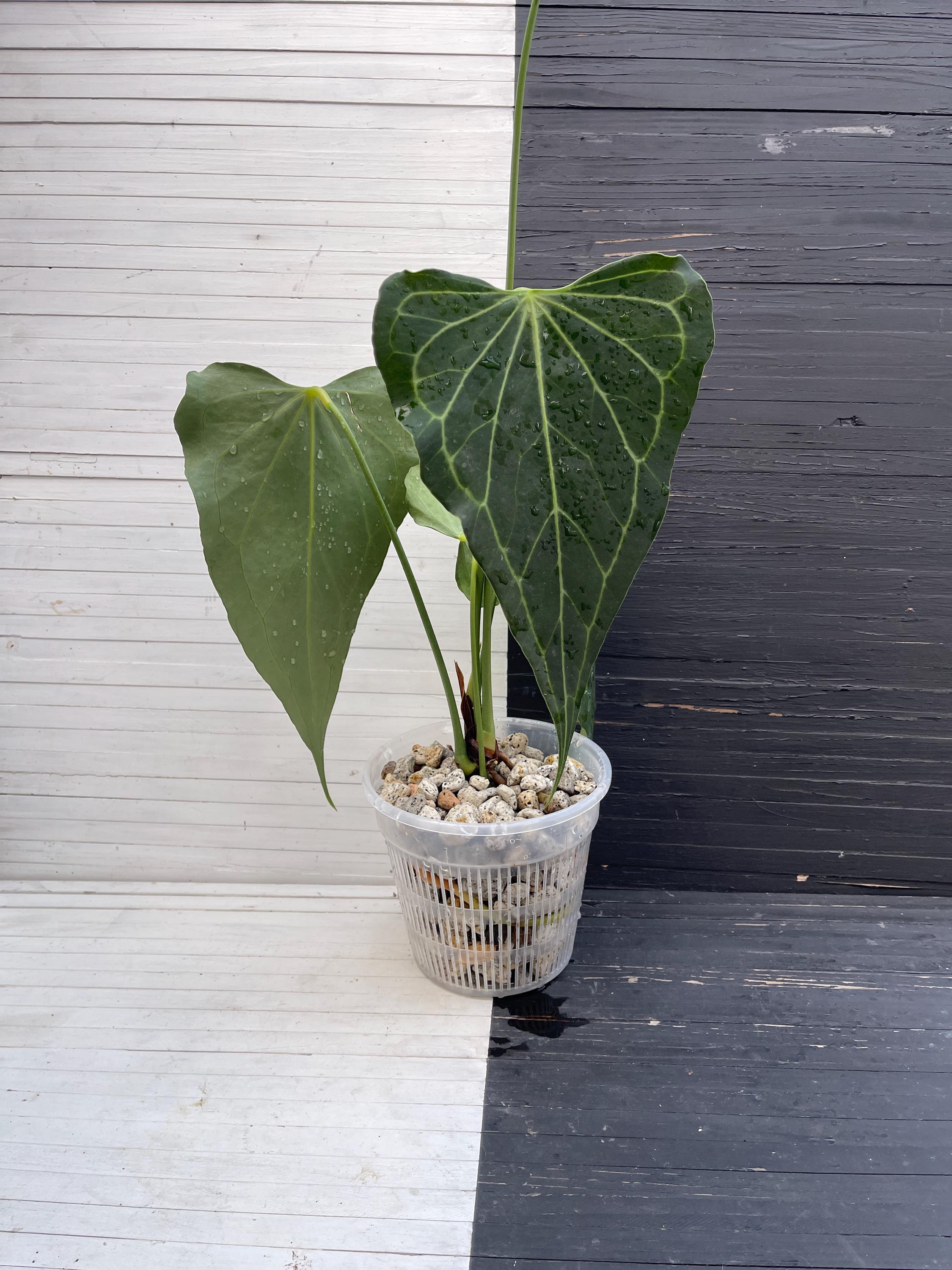 Anthurium delta force - Etsy 日本