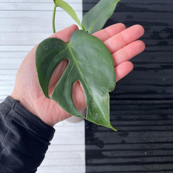 Monstera Deliciosa Compacta seed grown - GP selected form
