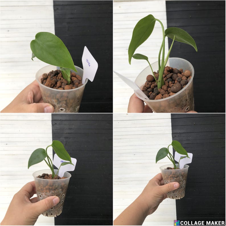 Monstera Deliciosa Compacta 'dwarf Monstera' Free Phyto Certificate