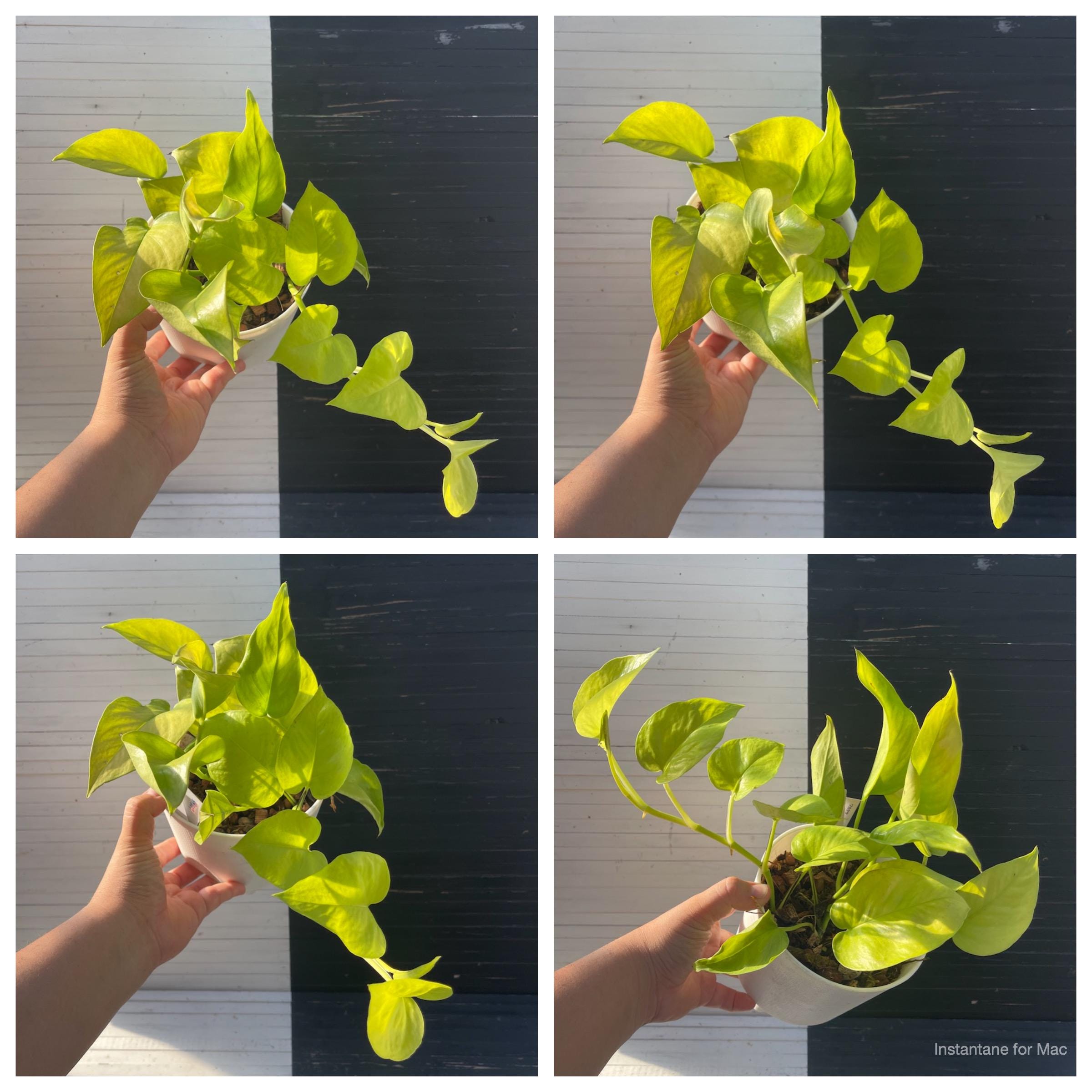 Pothos Teruno #19 Wakakusa | Terunoworld Series | Epipremnum