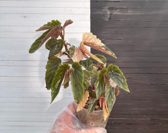 Begonia ginny galaxy /ベゴニア ジニー ギャラクシー④ Begonia 'Ginny Galaxy' - 4