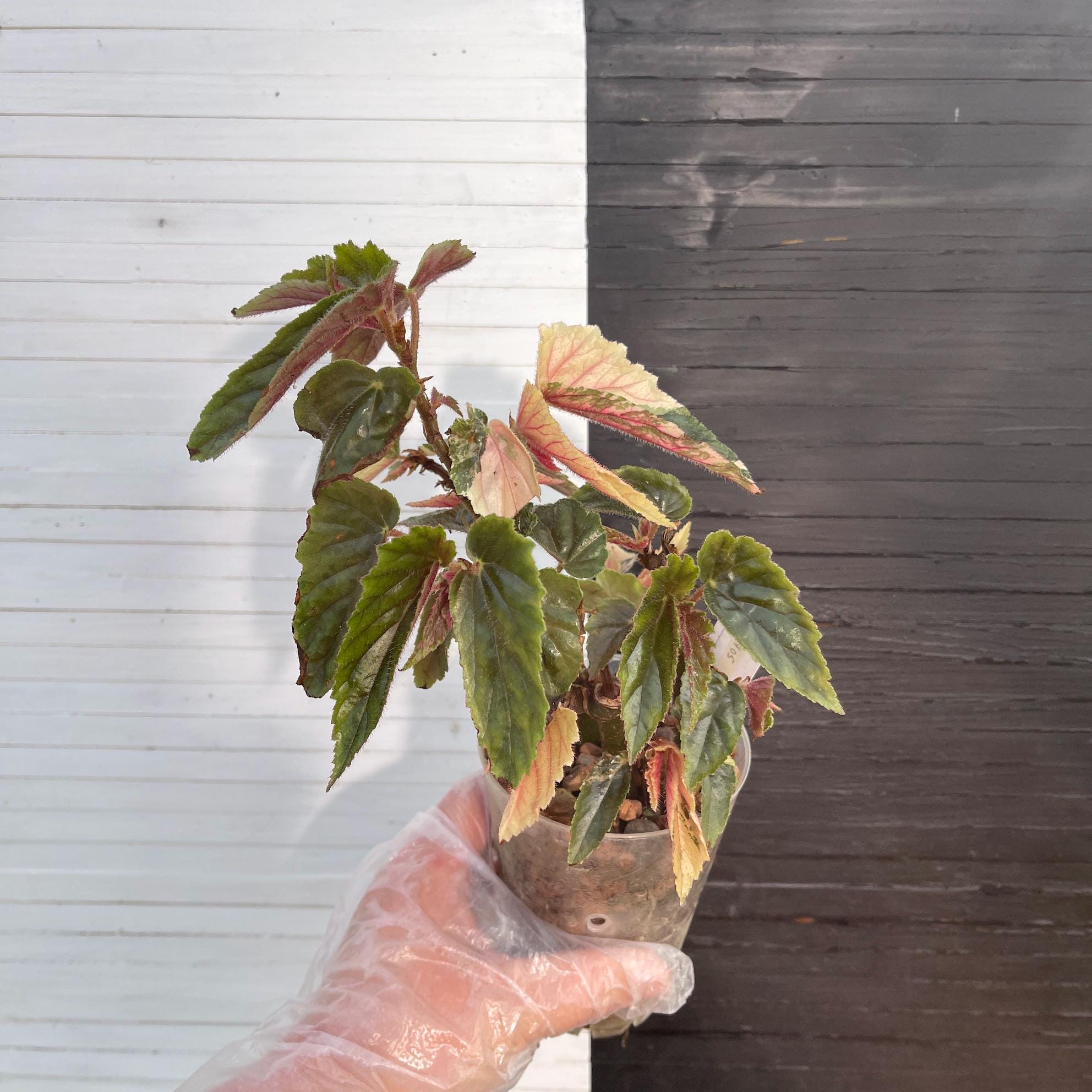 Begonia ginny galaxy /ベゴニア ジニー ギャラクシー④ Begonia 'Ginny Galaxy' 4