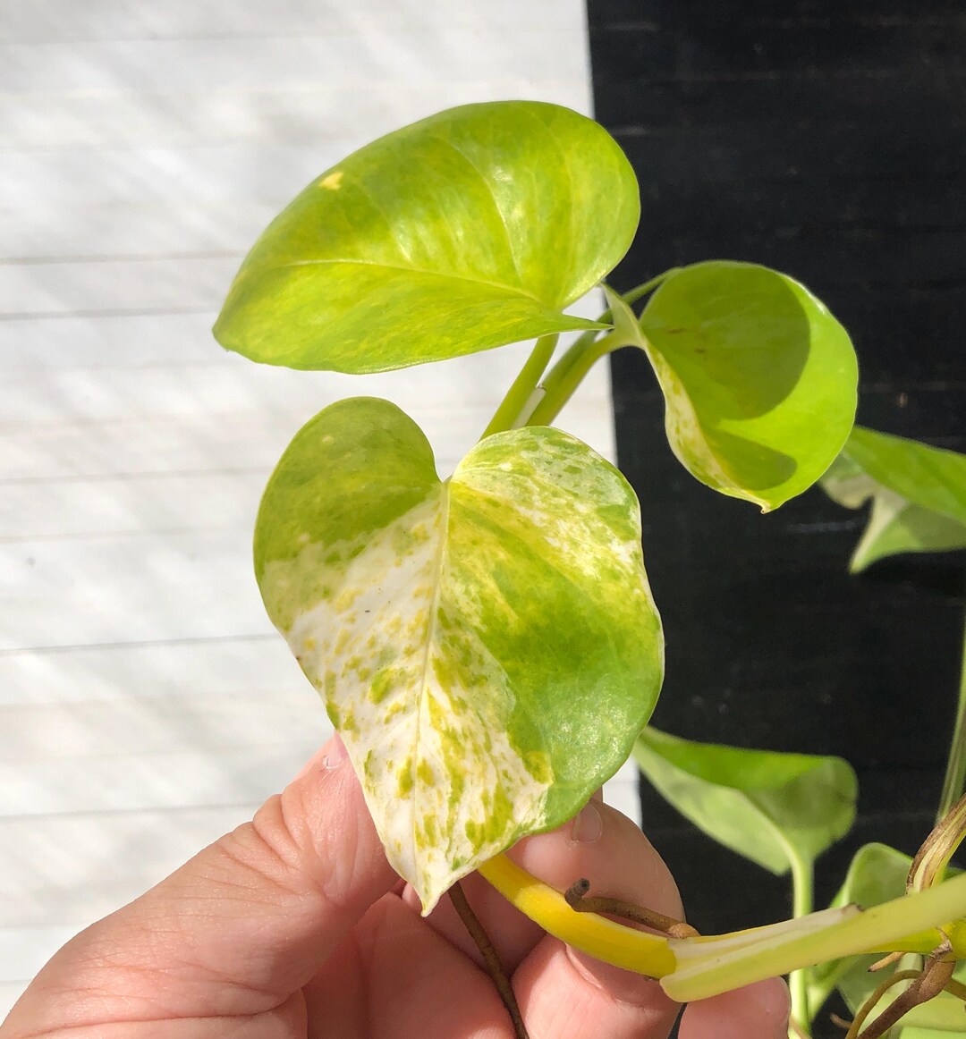 Pothos Epipremnum High Queen Tricolor 1 Leaf Cutting Free Phyto Read