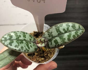 Phalaenopsis Schilleriana 'SMH' | Free phyto | Read description for how to get a discount | shipping from Japan