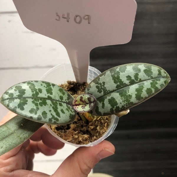 Phalaenopsis Schilleriana 'SMH' | Free phyto | Read description for how to get a discount | shipping from Japan