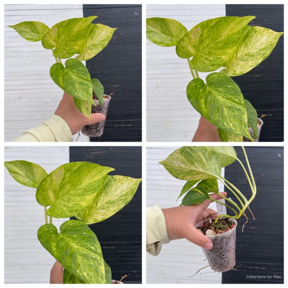 Pothos Teruno #25 Crystal Green | Terunoworld Series