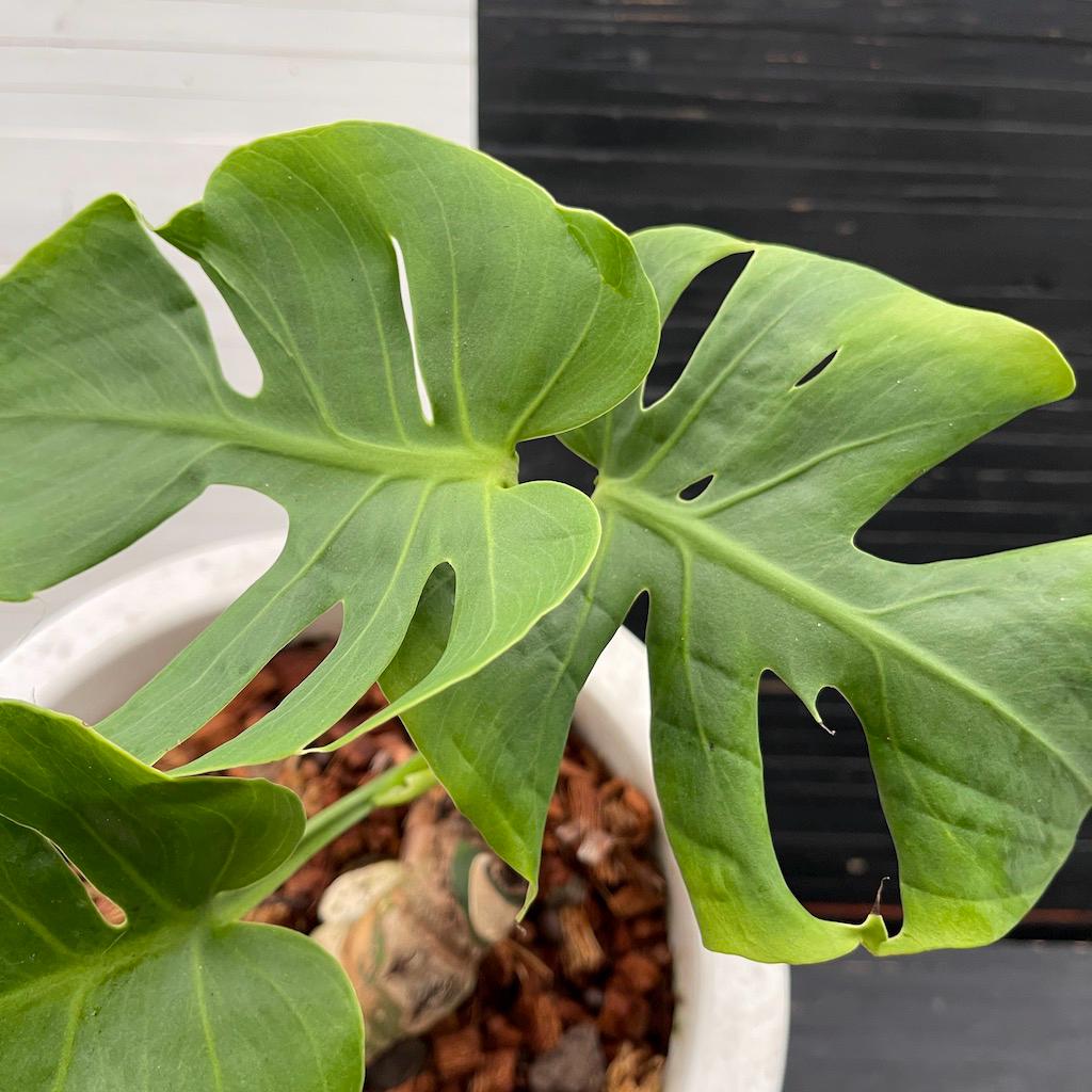 Monstera Deliciosa Compacta 'dwarf Monstera' | Free Phyto