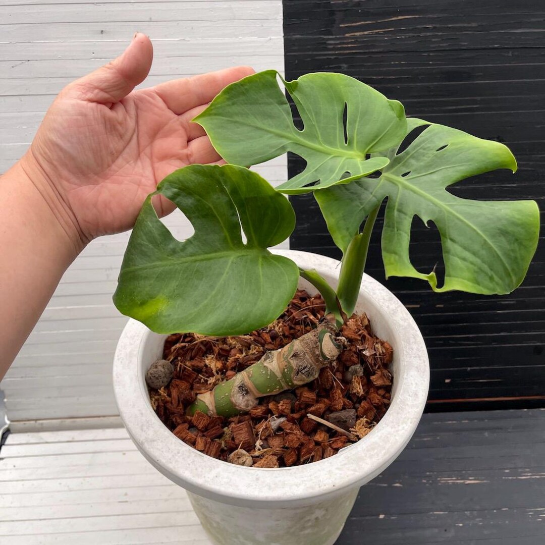 バ*け様 【珍希少】Monstera deliciosa Compact TOP 珍希少】Monstera deliciosa Compact TOP↑cut✂︎