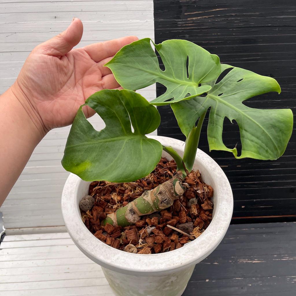 【珍希少】Monstera deliciosa Compact TOP↑cut✂︎ Monstera Deliciosa 'Compacta' *Kunzo Lineage* *Grower's