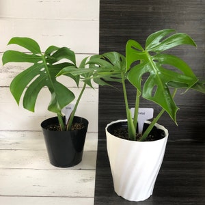 Monstera Deliciosa 'Compacta' Dwarf Monstera | Free phyto | Read description for how to get a discount | shipping from Japan