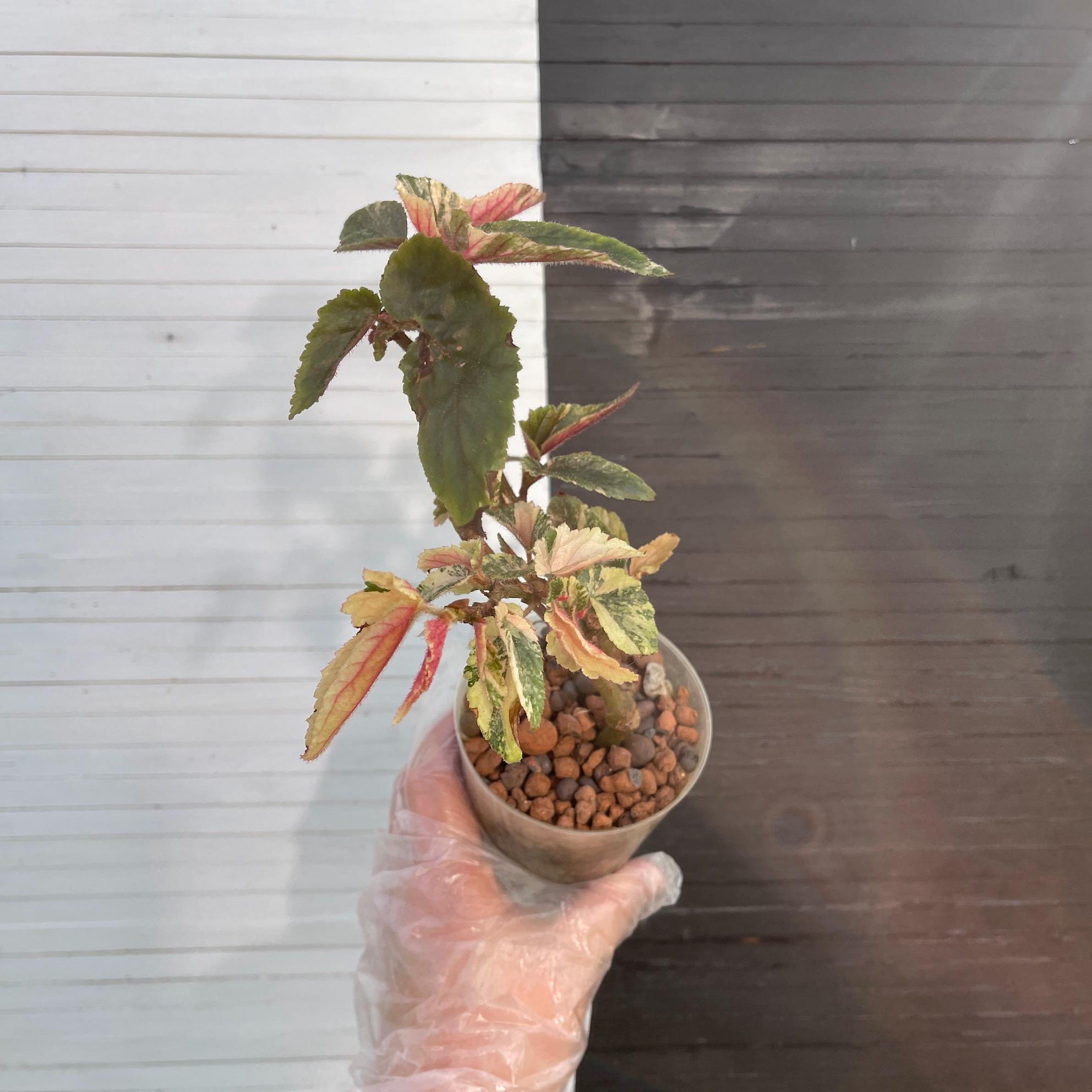 Variegated Begonia Ginny Galaxy | Free Phyto | Read