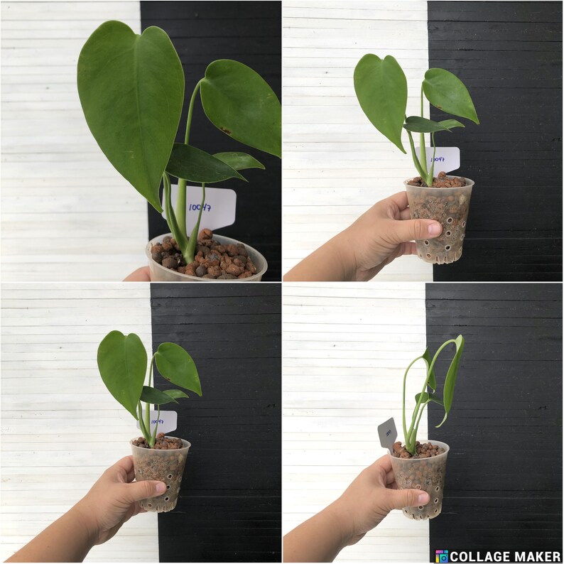 Monstera Deliciosa Compacta 'dwarf Monstera' Free Phyto Certificate