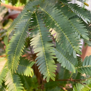 Immerfrischer Baum Pithecellobium Confertum Lesen Sie die Beschreibung, um zu erfahren, wie Sie einen Rabatt erhalten Versand aus Japan Bild 2