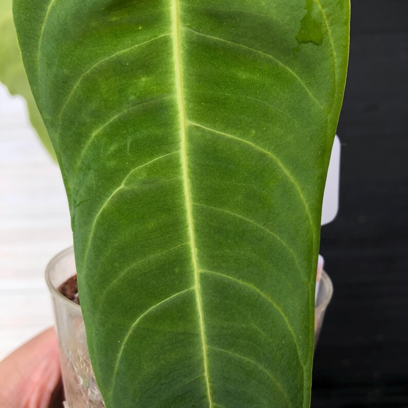 Anthurium Quermalense Free Phyto Read Description for How to Get a