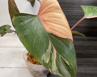 Large Variegated Homalomena Aromatica ‘Pink Diamond’ | Free phyto | Read description for how to get a discount | shipping from Japan
