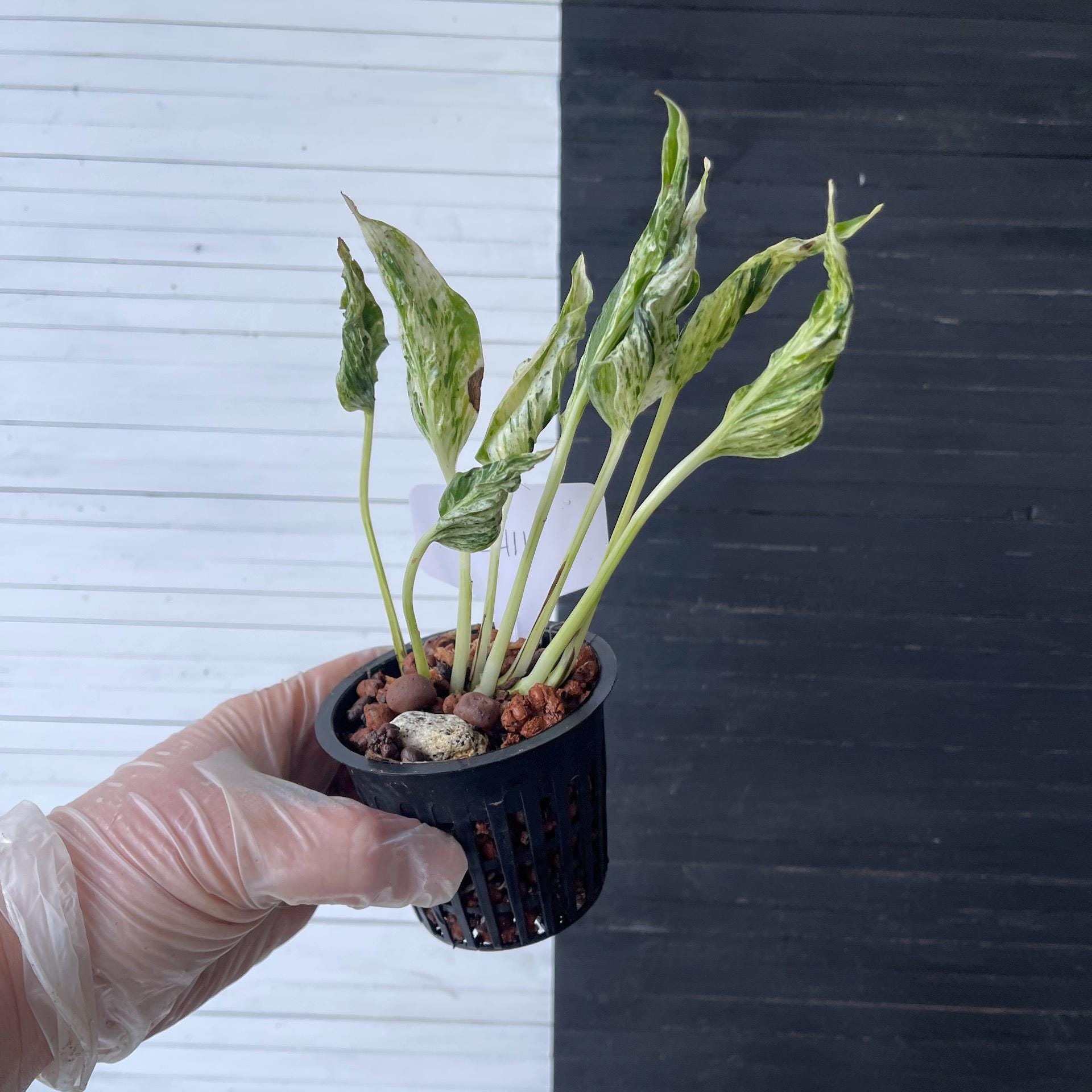 Amazon.com: Botanical Love: A Friends to Lovers, Workplace