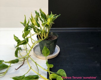 Pothos Teruno #11 Sonnenschein | Terunoworld Serie | Epipremnum aureum | Lesen Sie die Beschreibung, wie Sie einen Rabatt erhalten | Versand aus Japan