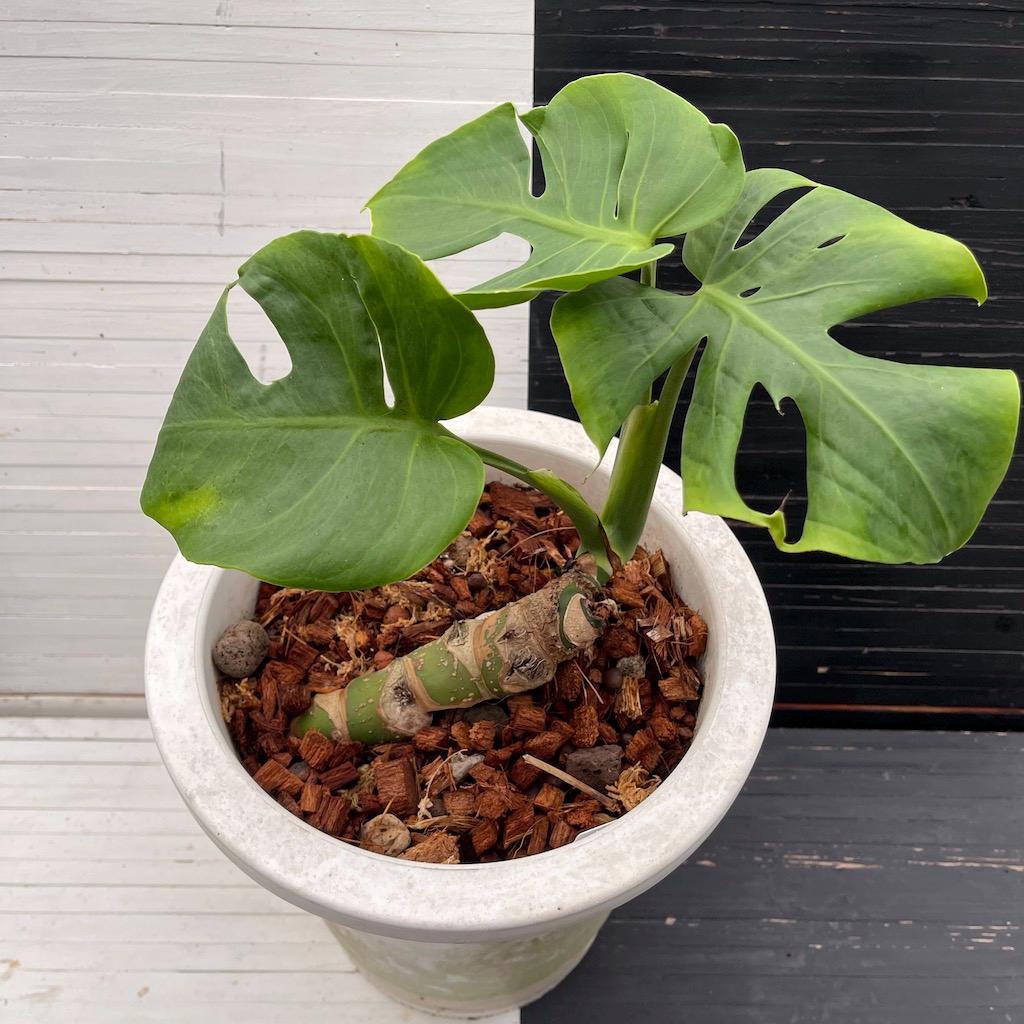 バ*け様 【珍希少】Monstera deliciosa Compact TOP バ*け様 【珍希少】Monstera deliciosa Compact TOP 珍希少】Monstera