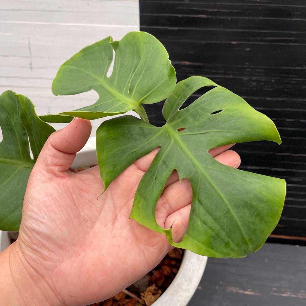 Monstera Deliciosa Compacta 'dwarf Monstera' | Free Phyto