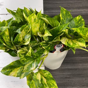 Pothos Teruno #12 Bumpy | Terunoworld Bumpy series | Epipremnum aureum | Read description for how to get a discount | shipping from Japan